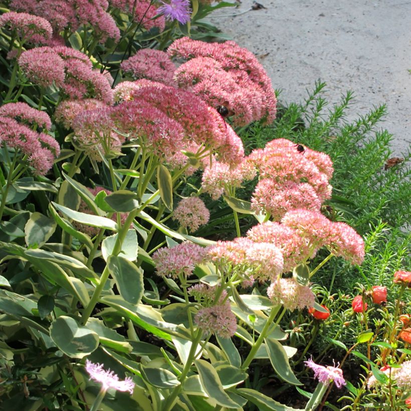 Sedum Autumn Charm (Hylotelephium) (Flowering)