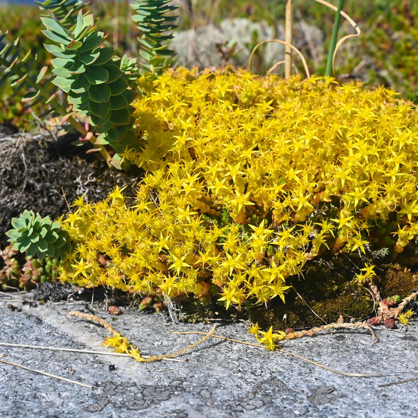 Graines de Sedum acre - Orpin jaune (Plant habit)
