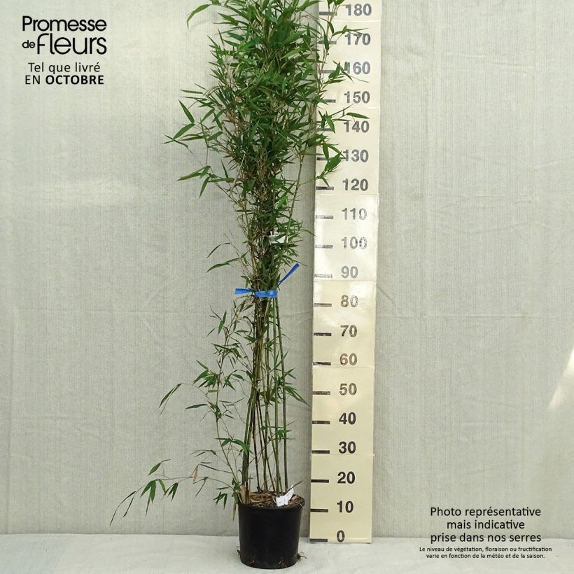 Example of Semiarundinaria makinoi - Bambou moyen Pot de 4L/5L as you get in automne