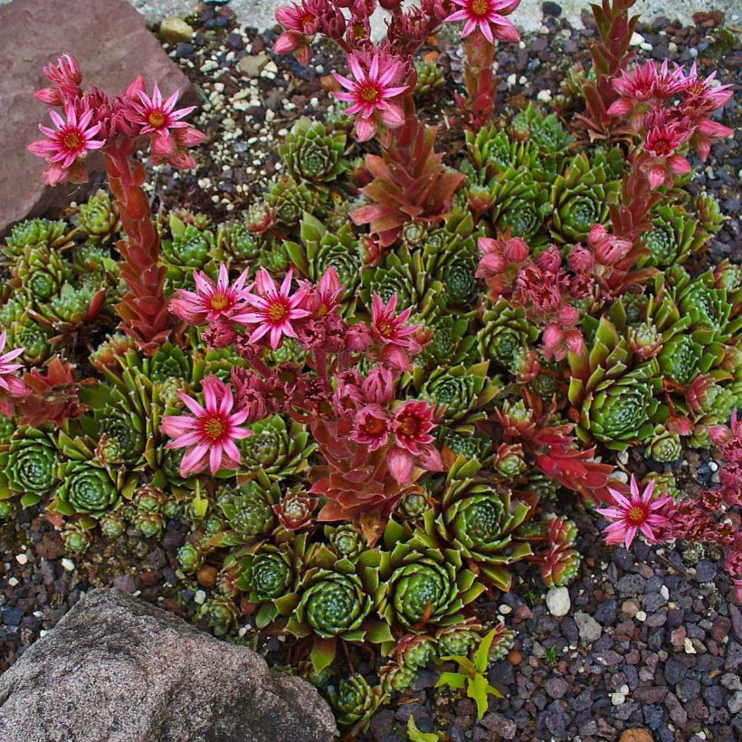 Sempervivum Alpha - Joubarbe rouge (Plant habit)