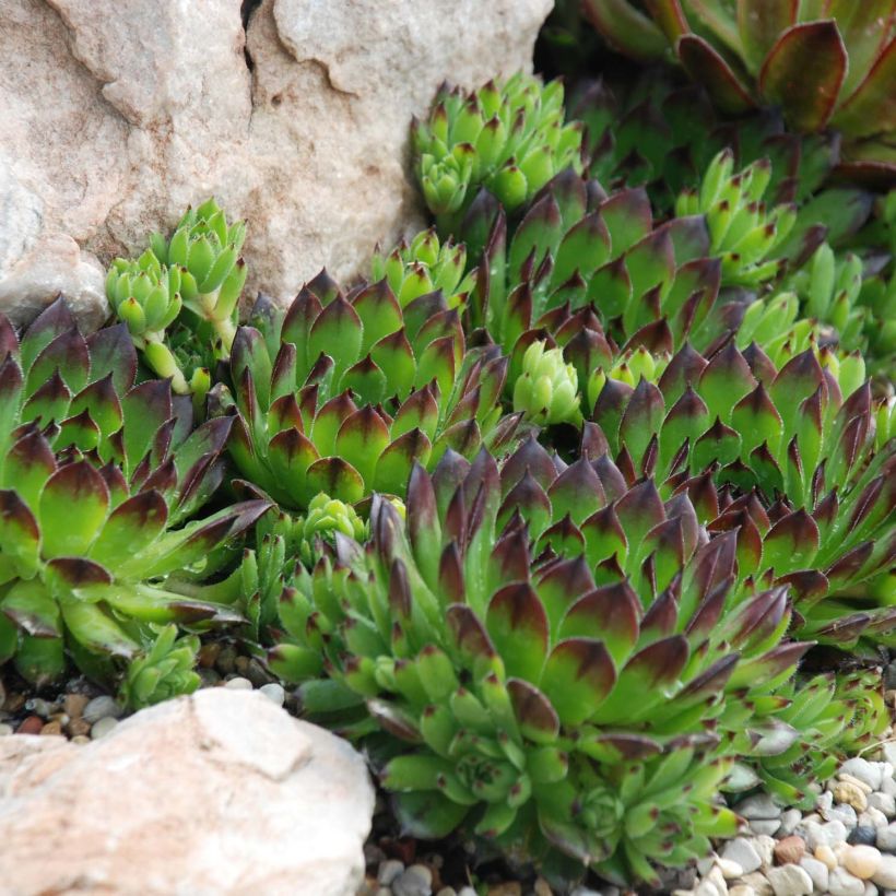 Sempervivum Chick Charms Appletini - Joubarbe (Plant habit)