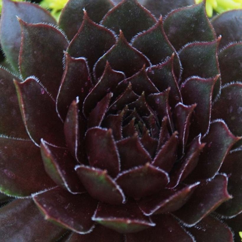 Sempervivum Chick Charms ® Bing Cherry - Joubarbe bourgogne (Foliage)