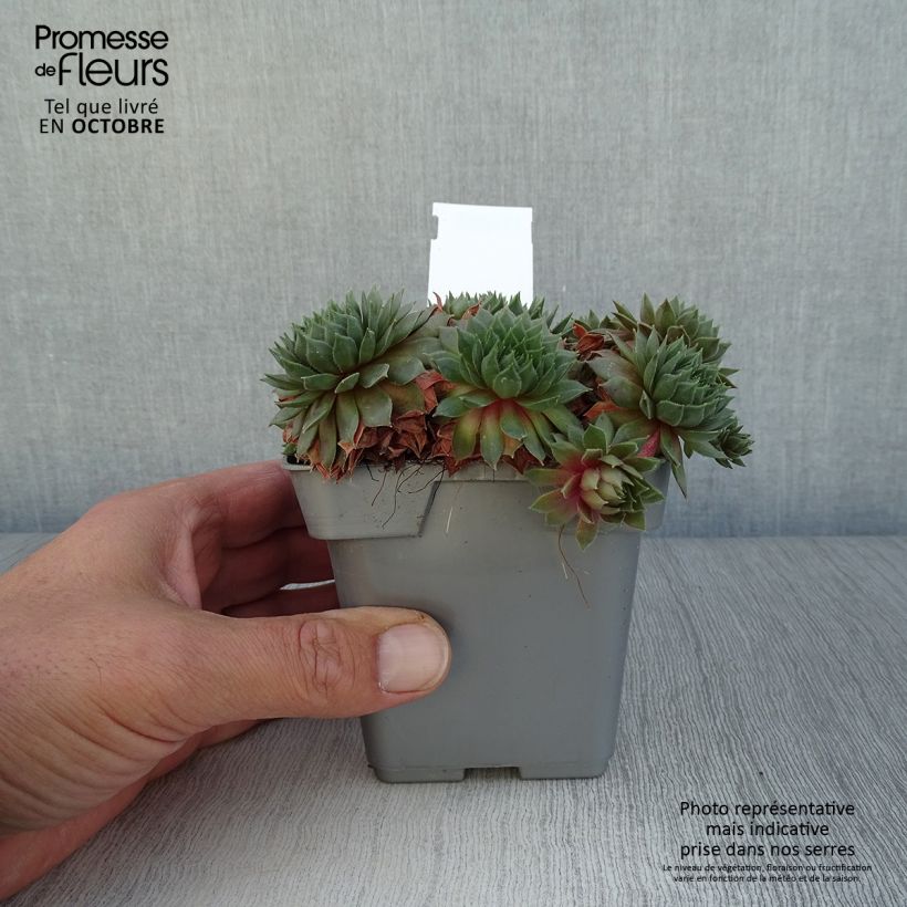 Example of Sempervivum Chick Charms ® Bing Cherry - Joubarbe bourgogne Pot de 10 cm/11cm as you get in automne