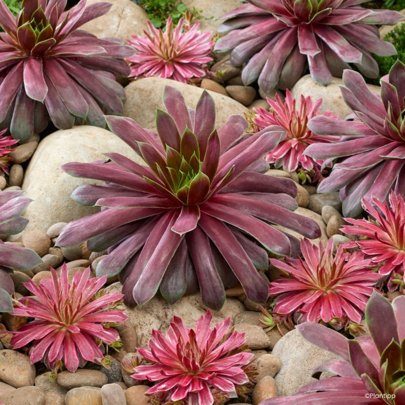 Sempervivum Chick Charms Giant Emerald Explosion - Joubarbe (Plant habit)