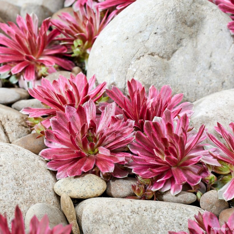 Sempervivum Chick Charms Lotus Blossom - Joubarbe (Plant habit)