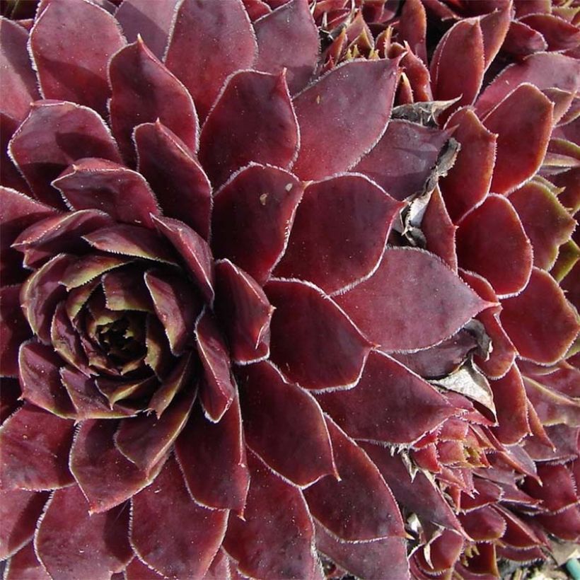 Sempervivum Granat - Joubarbe hybride poupre et vert amande (Flowering)