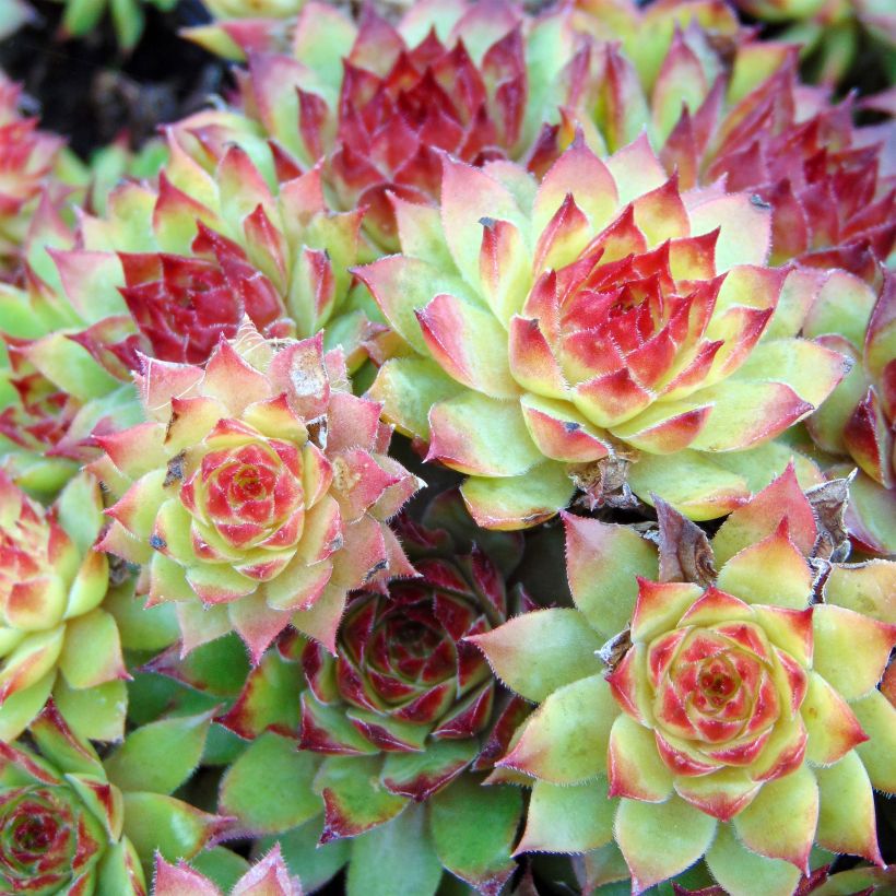Sempervivum Noir - Joubarbe noire. (Flowering)