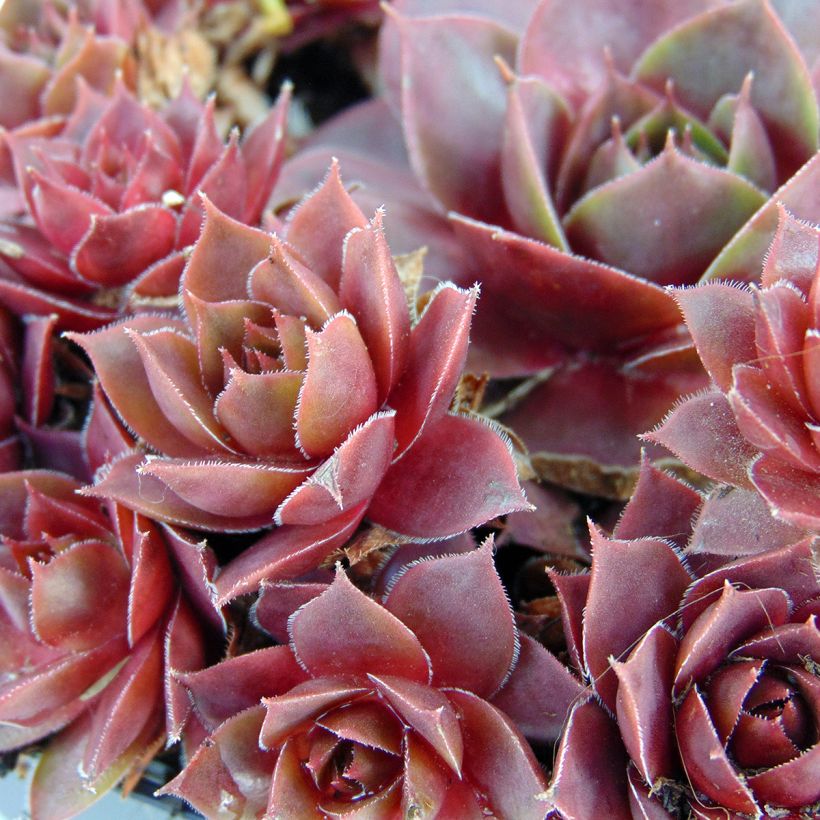 Sempervivum Othello - Joubarbe hybride pourpre. (Foliage)