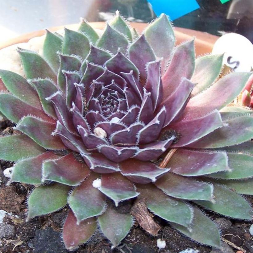 Sempervivum Pilatus - Joubarbe hybride bronze-violacé. (Flowering)