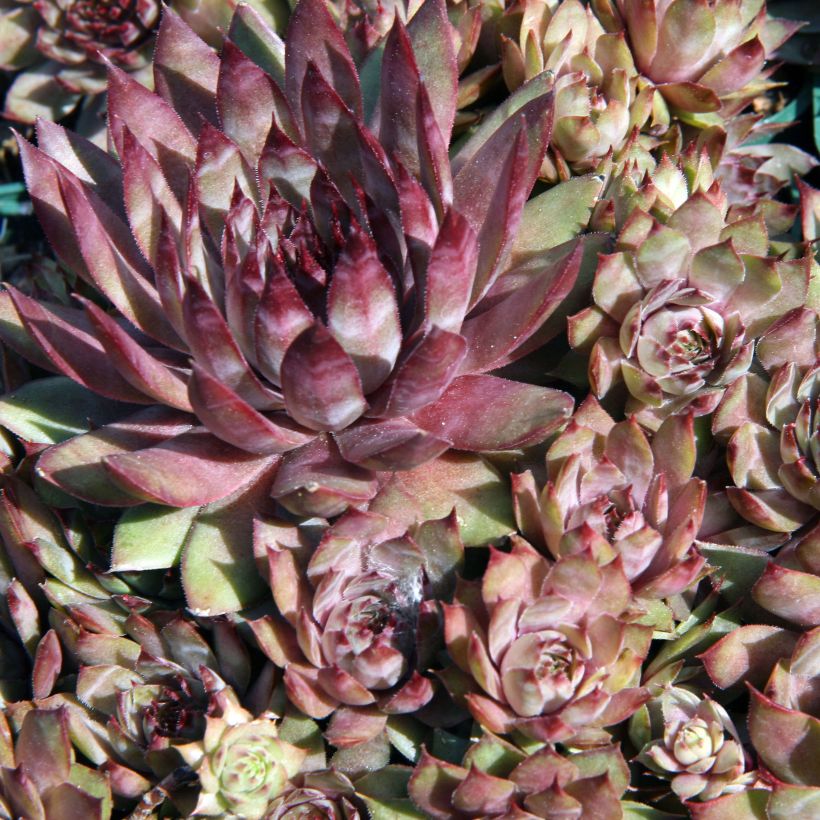 Sempervivum Purple Beauty - Joubarbe bleu vert teinté de pourpre (Foliage)