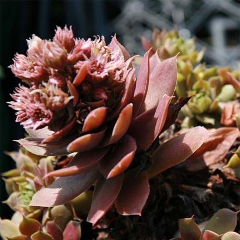 Sempervivum Purple Beauty - Joubarbe bleu vert teinté de pourpre (Flowering)
