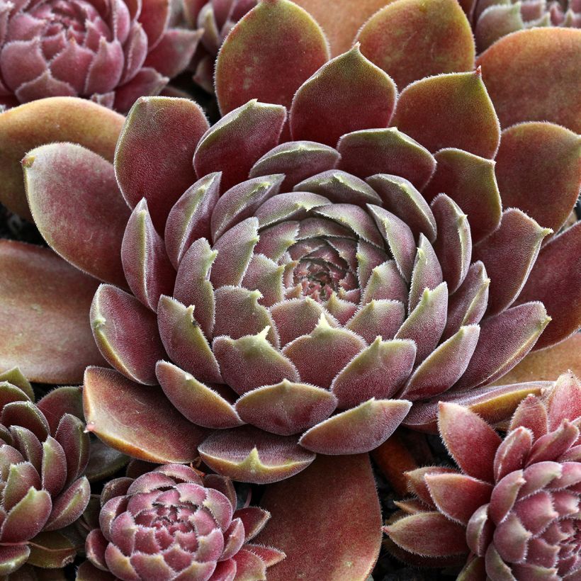 Sempervivum Rauher Kulm - Joubarbe hybride (Foliage)