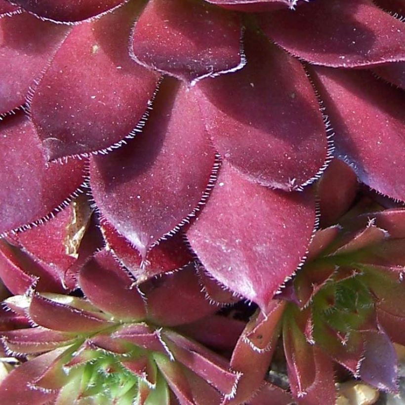 Sempervivum Rubin - Joubarbe pourpre clair (Foliage)