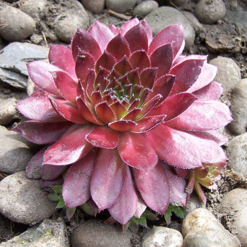Sempervivum Rubin - Joubarbe pourpre clair (Plant habit)