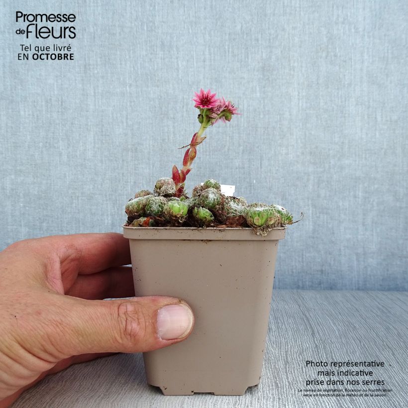 Example of Sempervivum arachnoideum Rubrum Godet de 8/9 cm as you get in automne