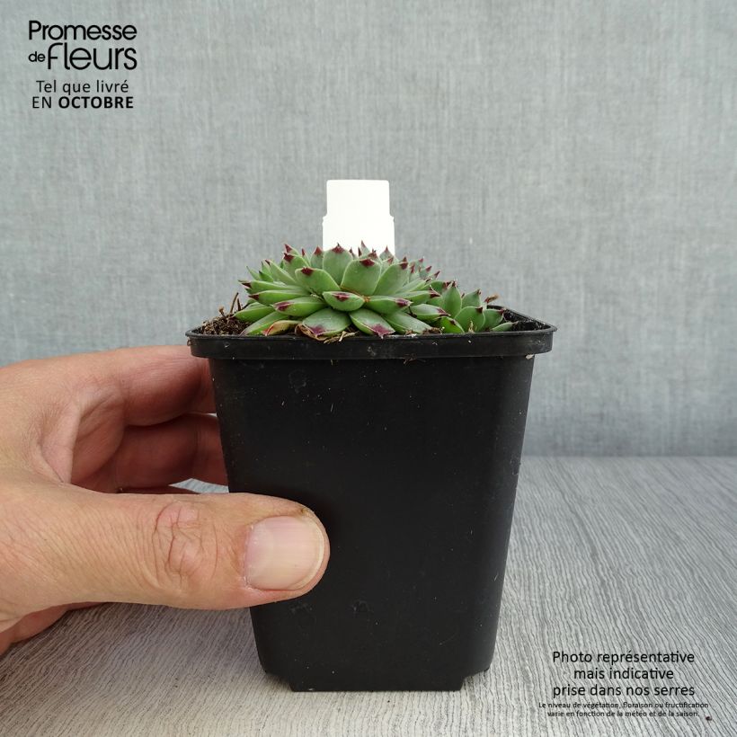Example of Sempervivum calcareum - Joubarbe du calcaire Godet de 8/9 cm as you get in automne