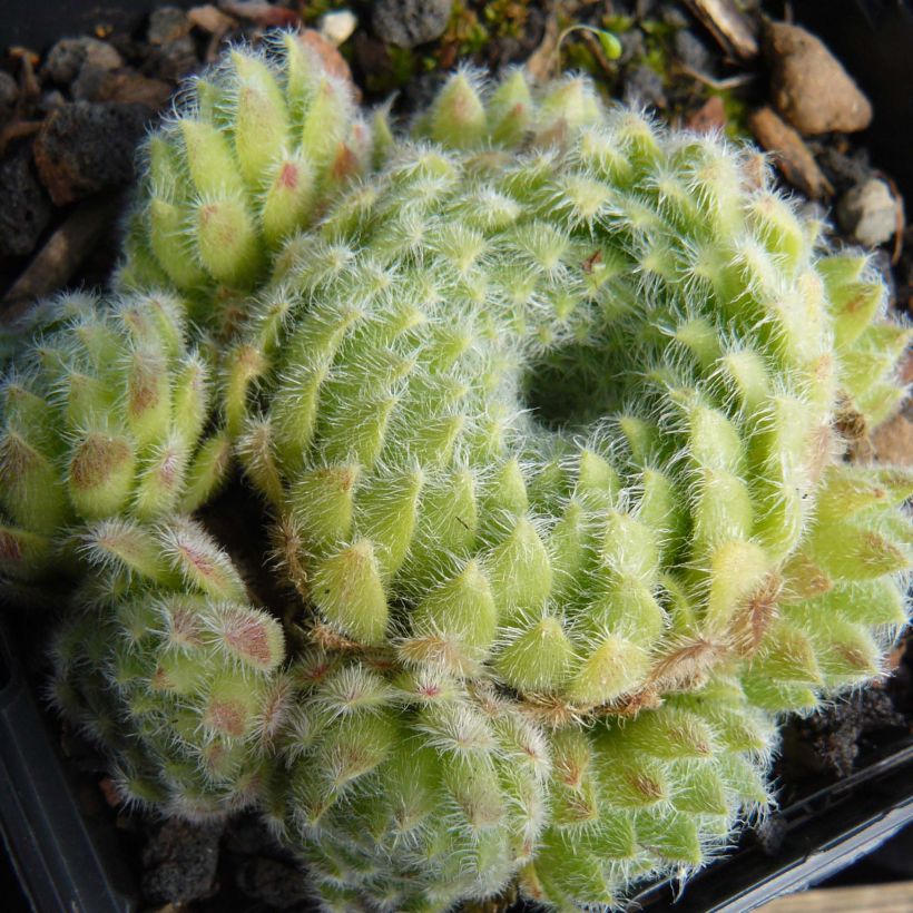 Sempervivum ciliosum var. borisii - Joubarbe ciliée (Plant habit)
