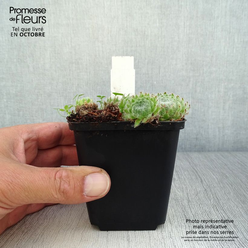 Example of Sempervivum ciliosum var. borisii - Joubarbe ciliée Godet de 8/9 cm as you get in automne