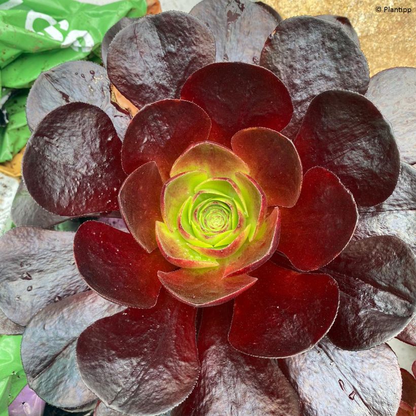 Semponium Destiny (Foliage)