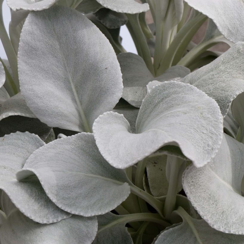 Senecio Angel Wings - Seneçon  (Foliage)