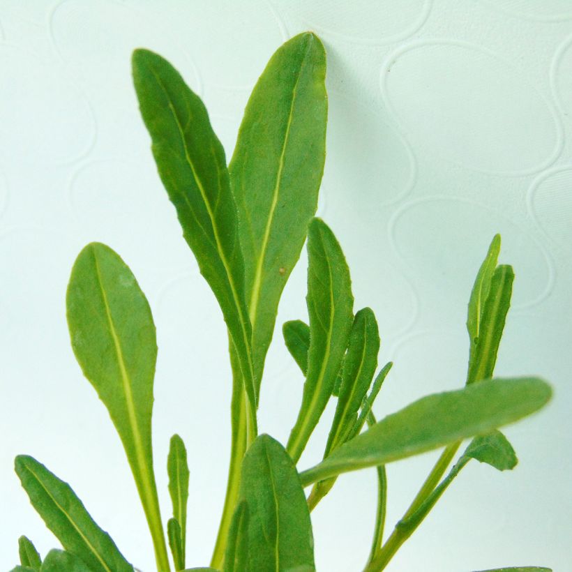 Senecio polyodon - Séneçon rose (Foliage)
