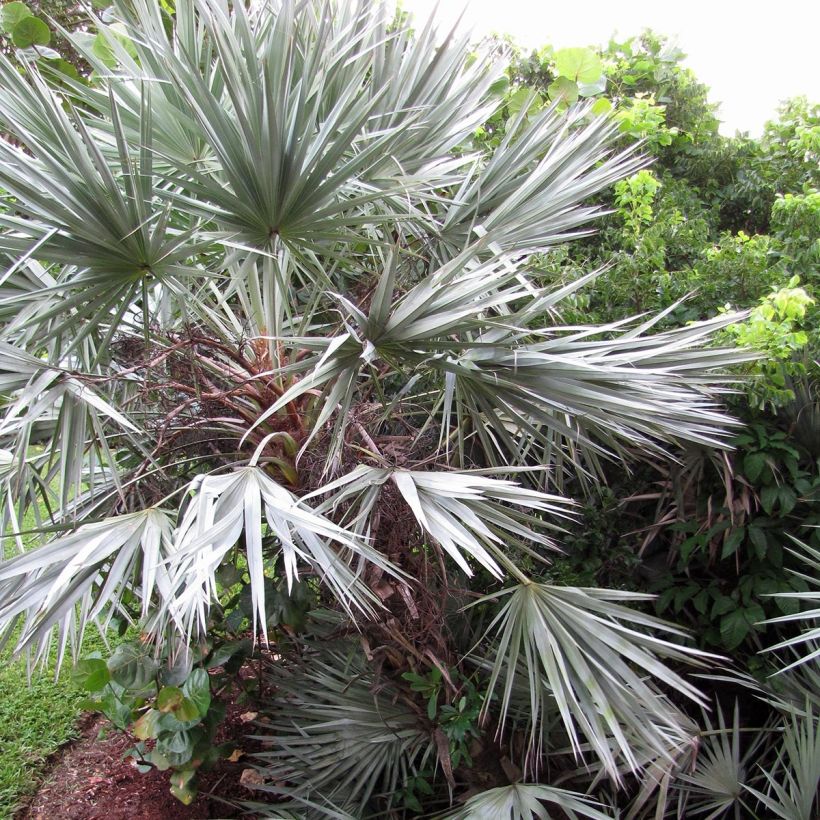 Serenoa repens Silver - Palmier de Floride (Plant habit)