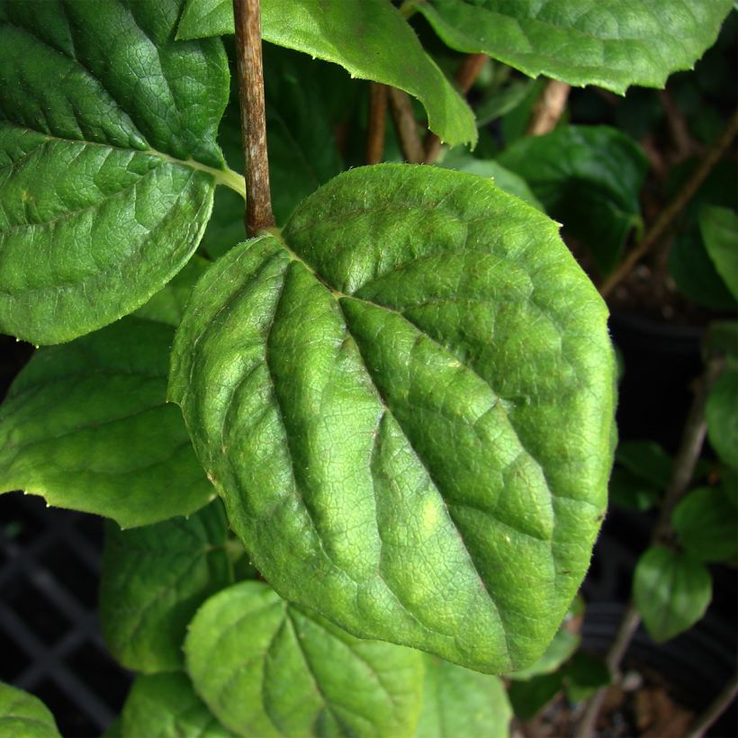 Seringat Minnesota Snowflake - Philadelphus virginalis (Foliage)