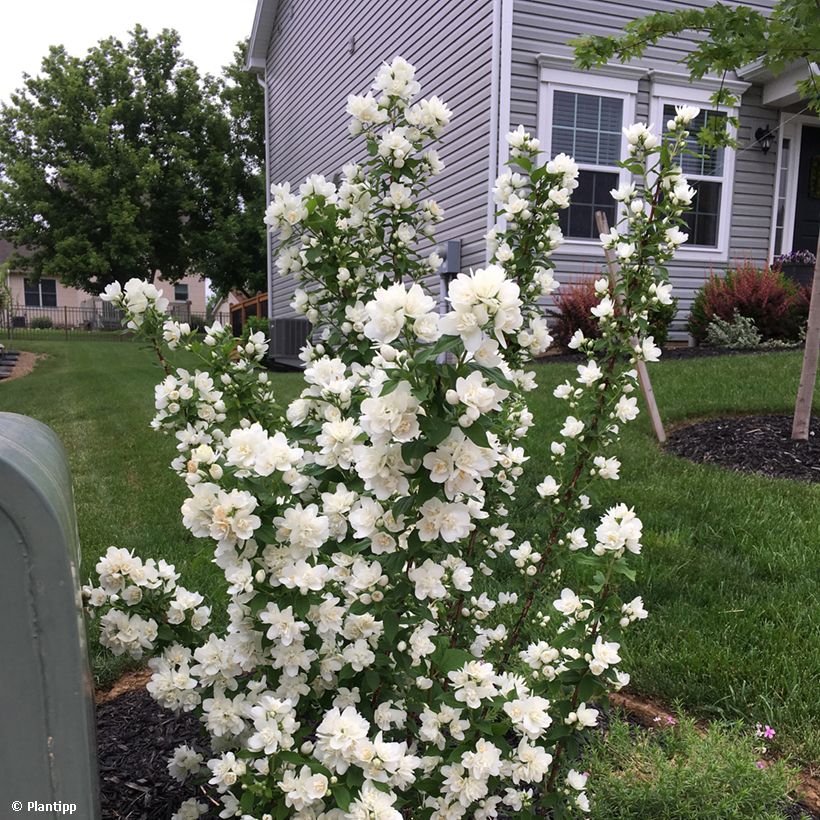 Seringat - Philadelphus Pearls of Perfume (Plant habit)