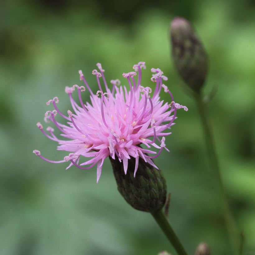 Serratula seoanei - Serratule de Seoane (Flowering)