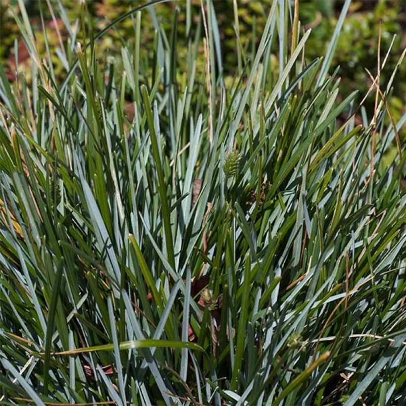 Sesleria caerulea - Seslérie bleue (Foliage)