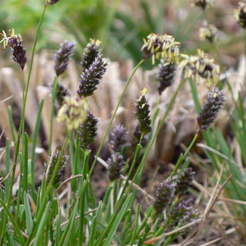 Sesleria caerulea - Seslérie bleue (Flowering)