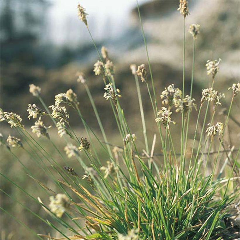Sesleria caerulea - Seslérie bleue (Plant habit)