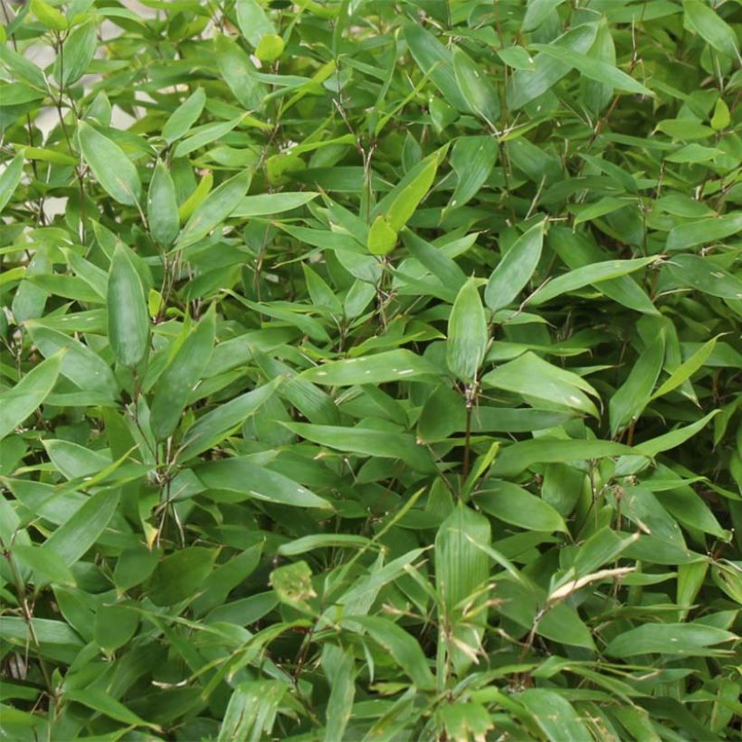 Shibataea kumasaca - Bambou nain (Foliage)