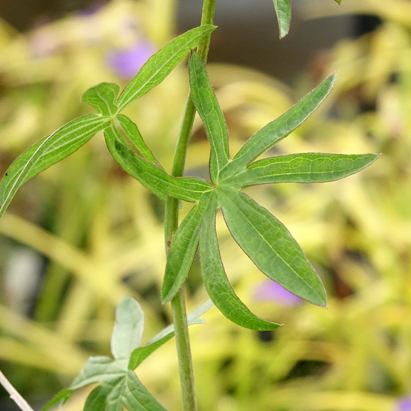 Sidalcea Candy Girl - Sidalcée (Foliage)