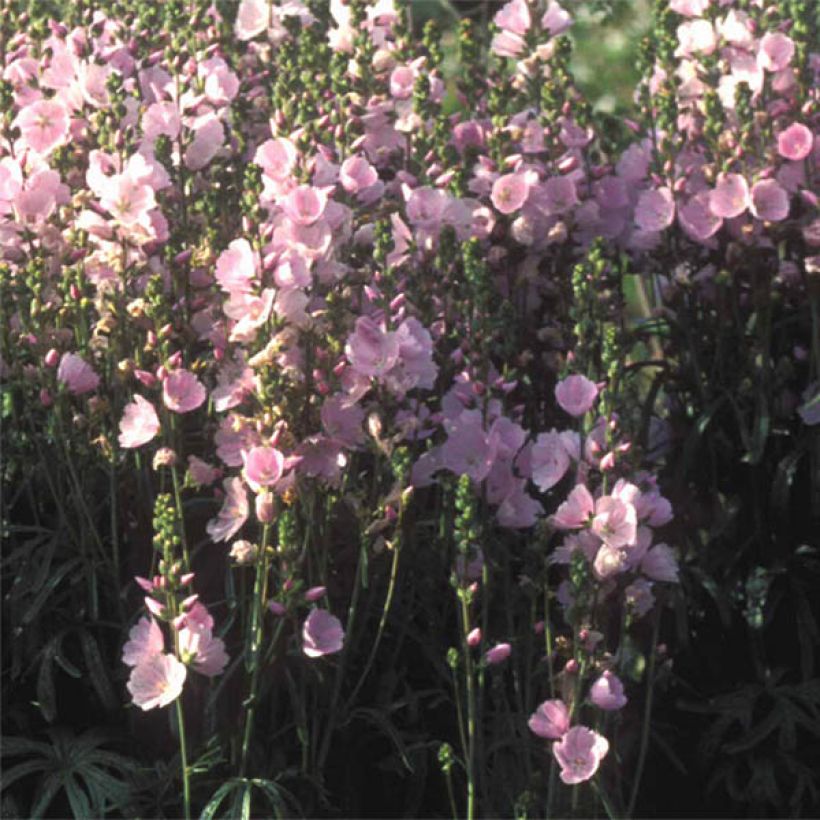 Sidalcea Little Princess - Sidalcée (Flowering)