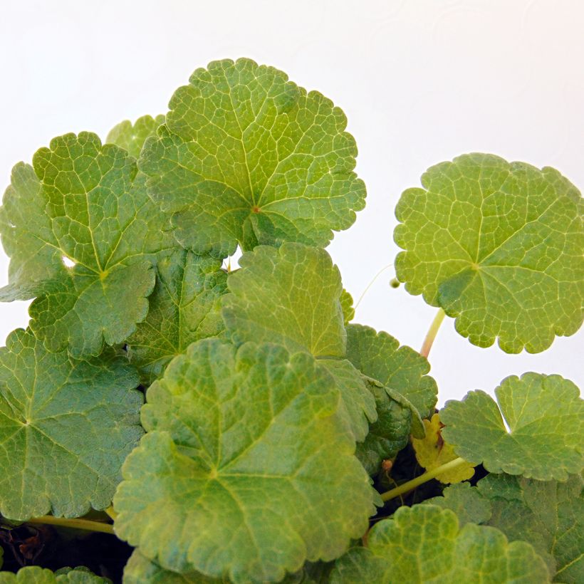 Sidalcea Little Princess - Sidalcée (Foliage)