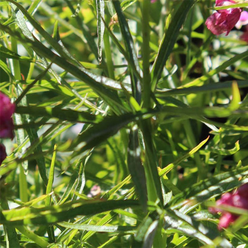 Sidalcea oregana Brilliant - Sidalcée (Foliage)