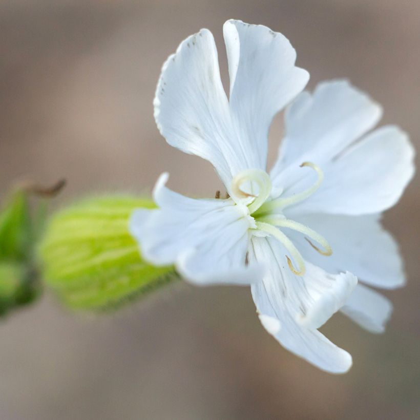Silene latifolia subsp. alba - Compagnon blanc (Flowering)