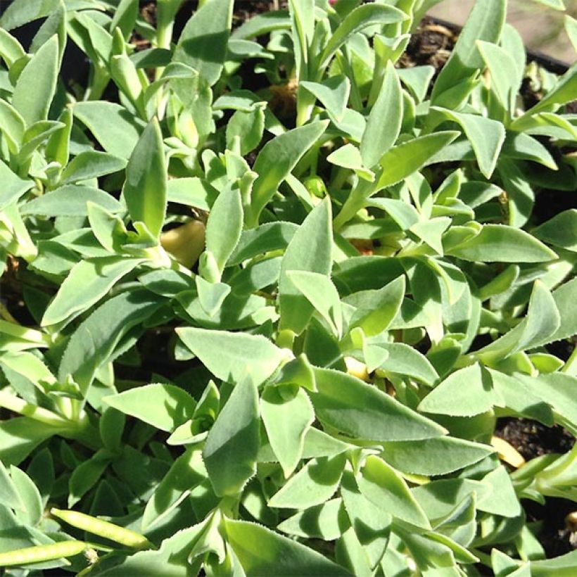 Silène maritime Weisskehlchen - Silène maritime (Foliage)