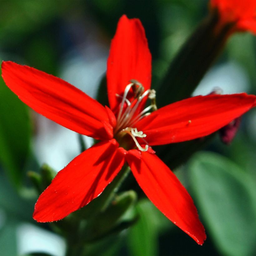 Silene regia - Silène royal (Flowering)