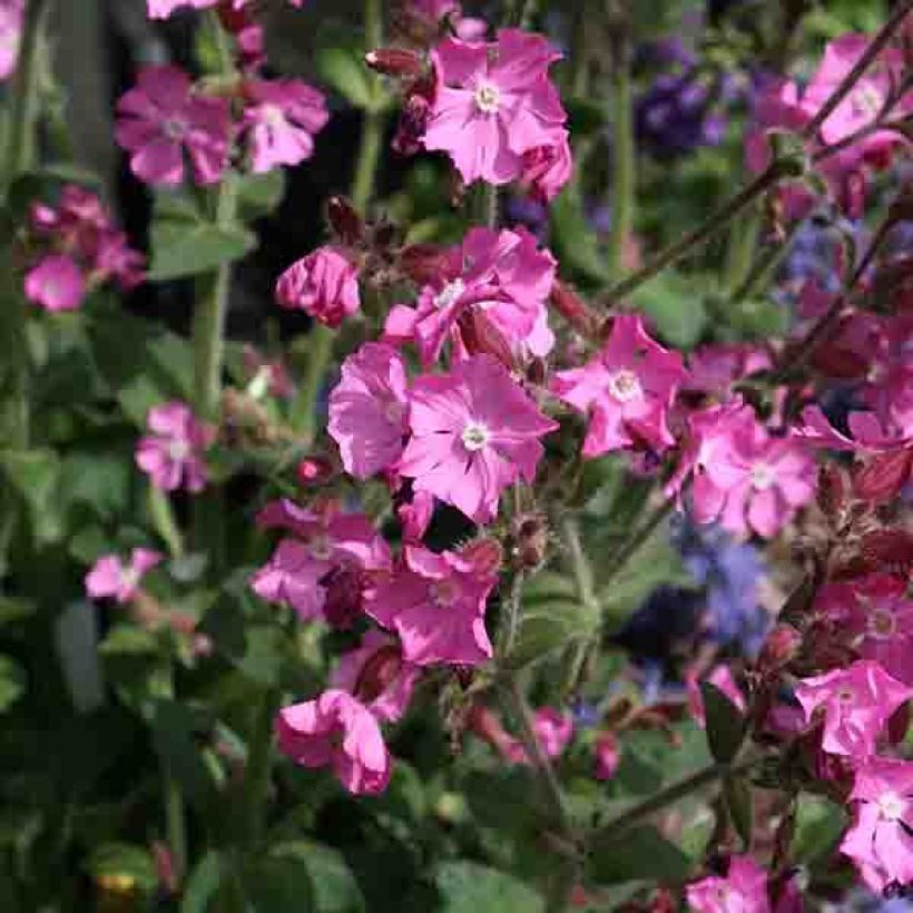 Silène rub. Rollies Favorite - Silene robotii (Flowering)