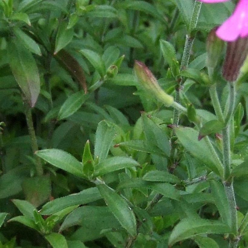 Silène schafta (Foliage)