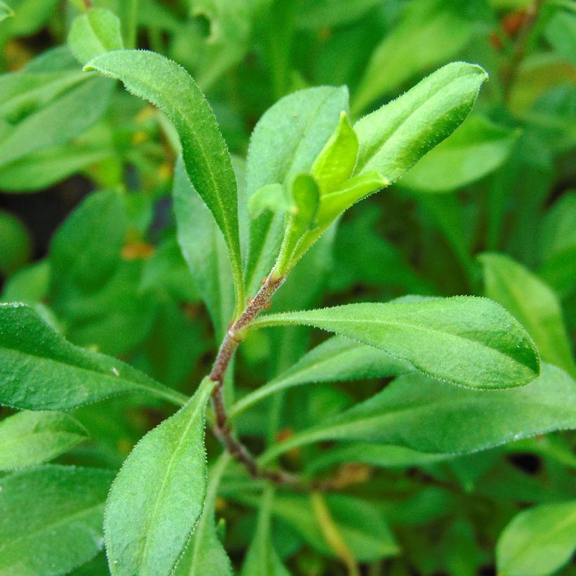 Silène schafta Splendens (Foliage)