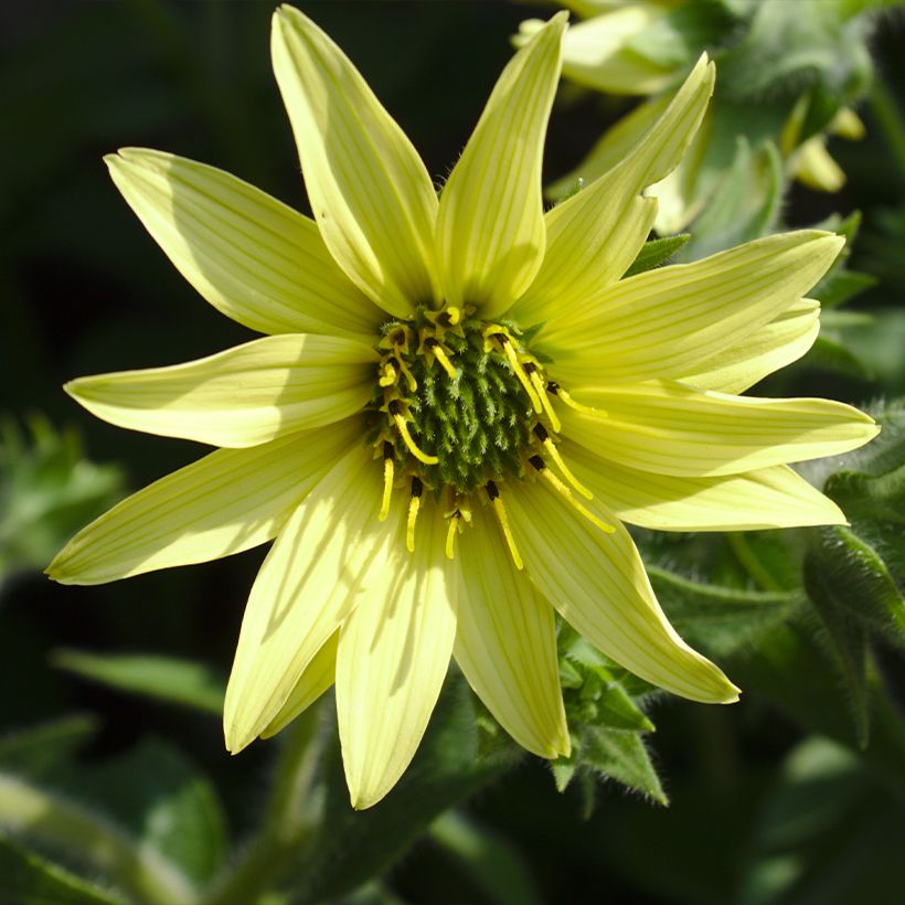Silphium mohrii  (Flowering)