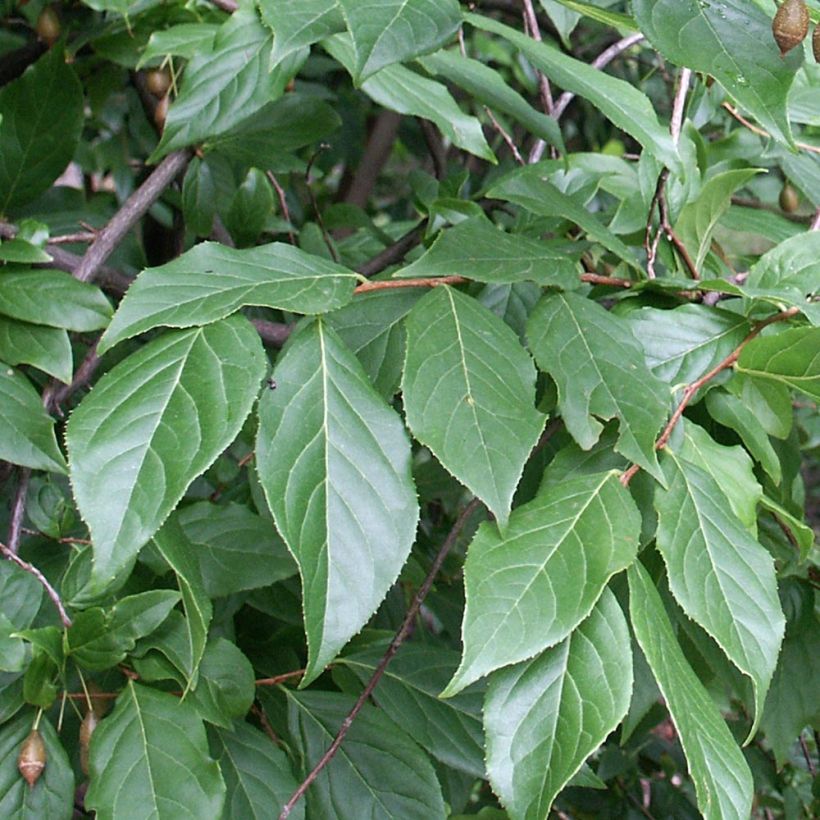 Sinojackia xylocarpa - Jaquier de Chine (Foliage)