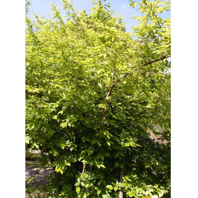 Sinojackia xylocarpa - Jaquier de Chine (Plant habit)