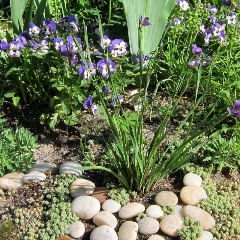Sisyrinchium Lucerne - Bermudienne hybride (Plant habit)