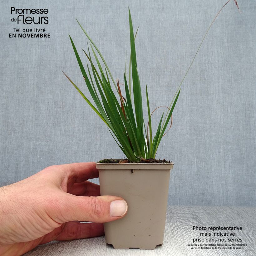 Example of Sisyrinchium Lucerne - Bermudienne hybride Godet de 8/9 cm as you get in automne