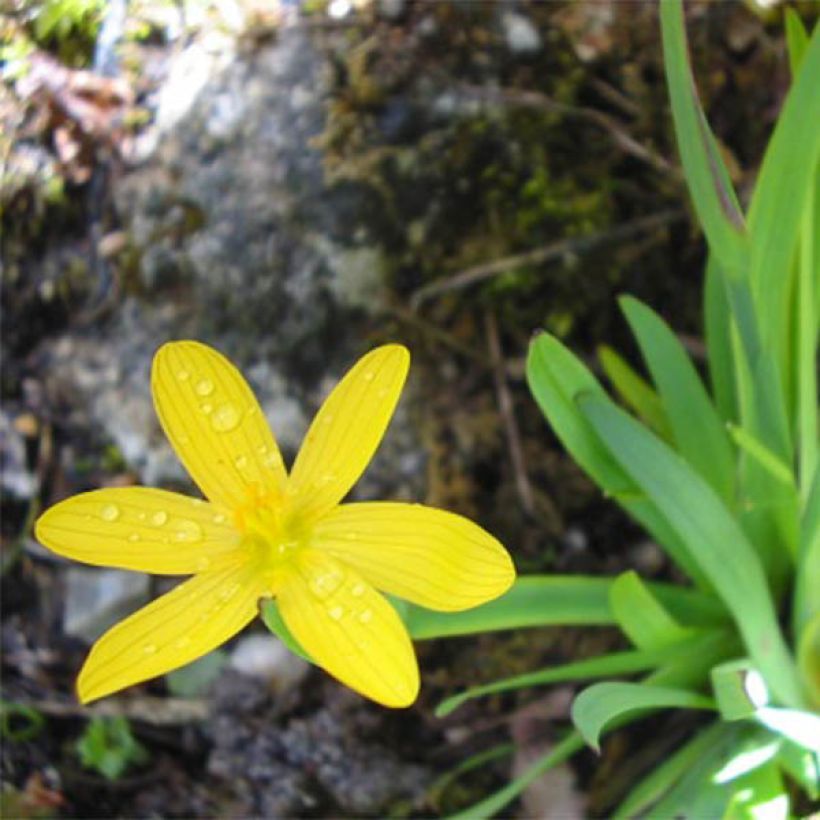 Sisyrinchium californicum - Bermudienne de Californie (Flowering)