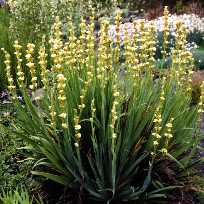 Sisyrinchium striatum Aunt May - Bermudienne  panachée (Plant habit)